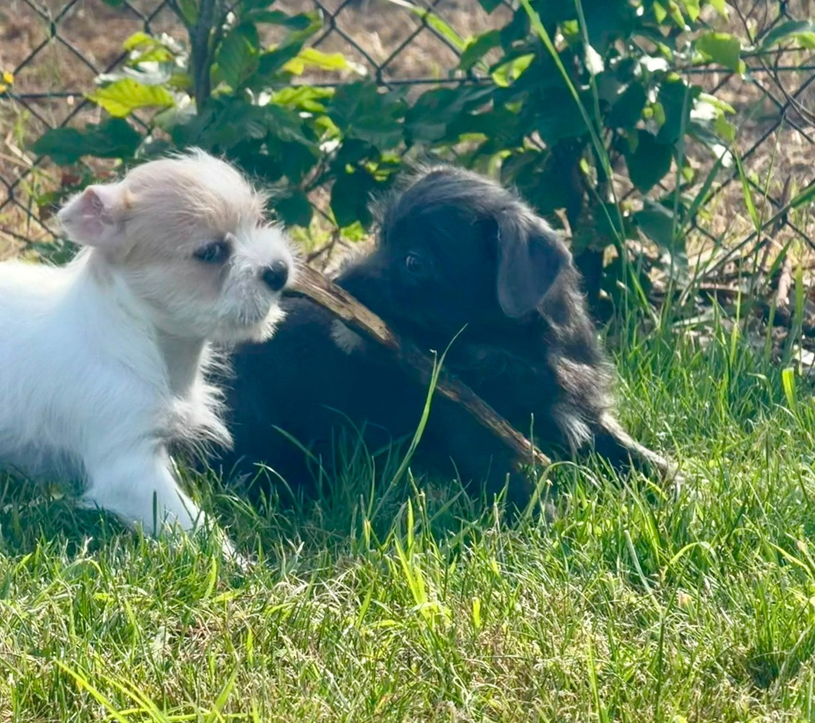 Leuke boomer pups, Parvo, Overige rassen, 8 tot 15 weken, Meerdere