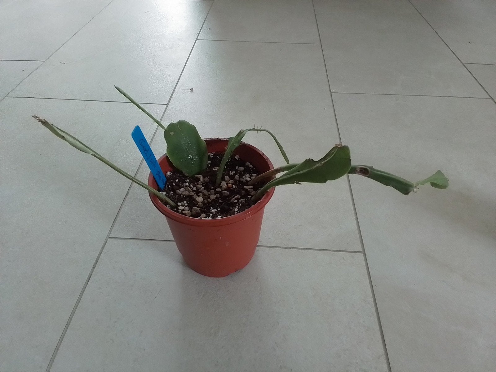 Geworteld Epiphyllum plantje met wit/gele bloemen, Ophalen of Verzenden, Cactus, In pot, Halfschaduw