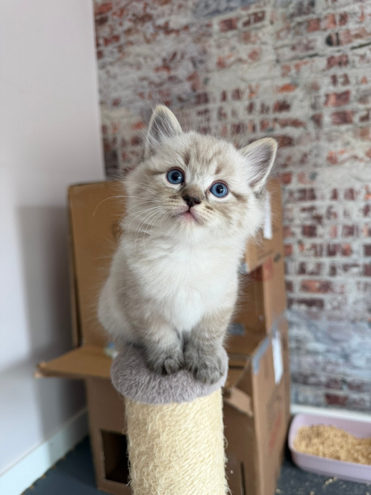 Kittens Neva Masquerade X Ragdoll, Meerdere dieren, Gechipt, 0 tot 2 jaar
