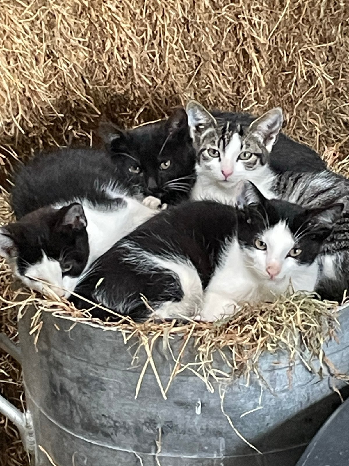 2 lieve katertjes, Kater, Kortharig, 0 tot 2 jaar