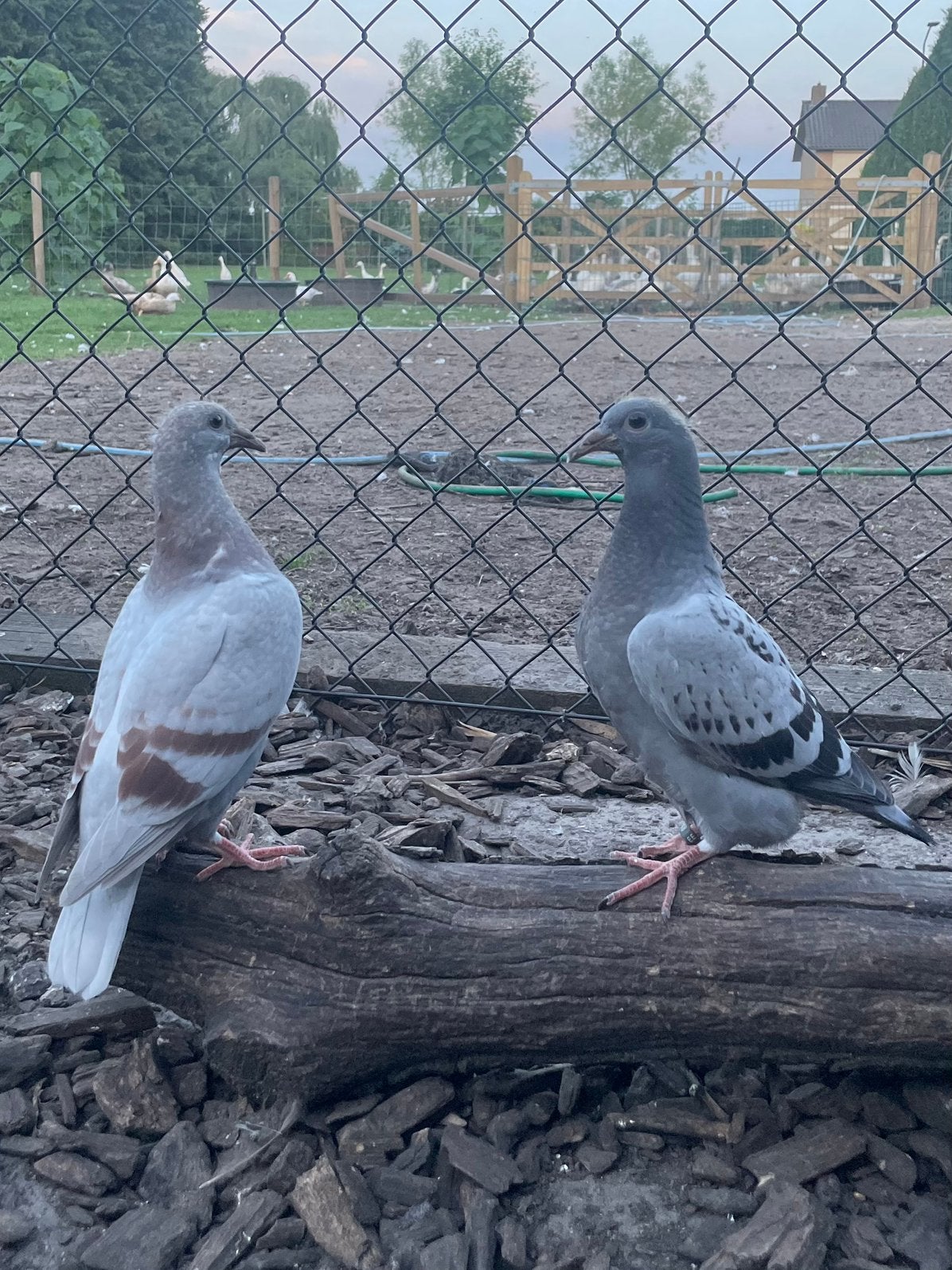 Kleurpostduif piepers, Dieren en Toebehoren, Meerdere dieren, Postduif