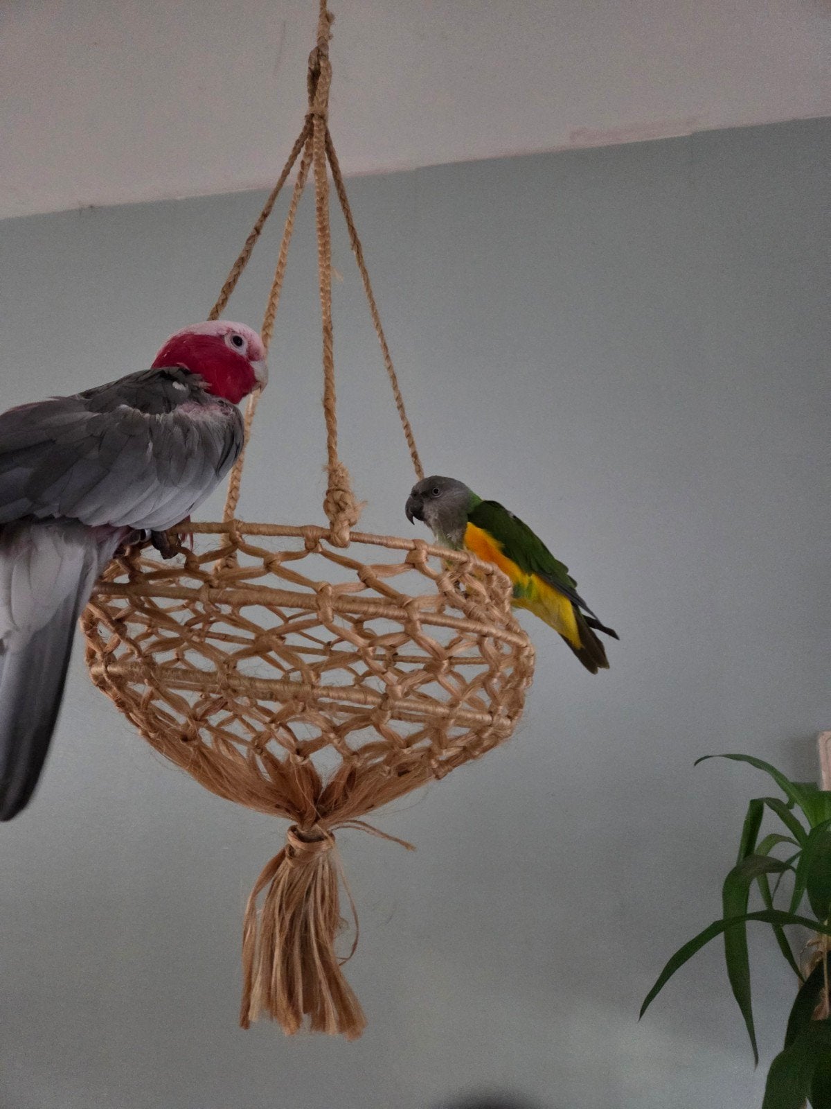 gezocht alle soorten vogels, Ophalen