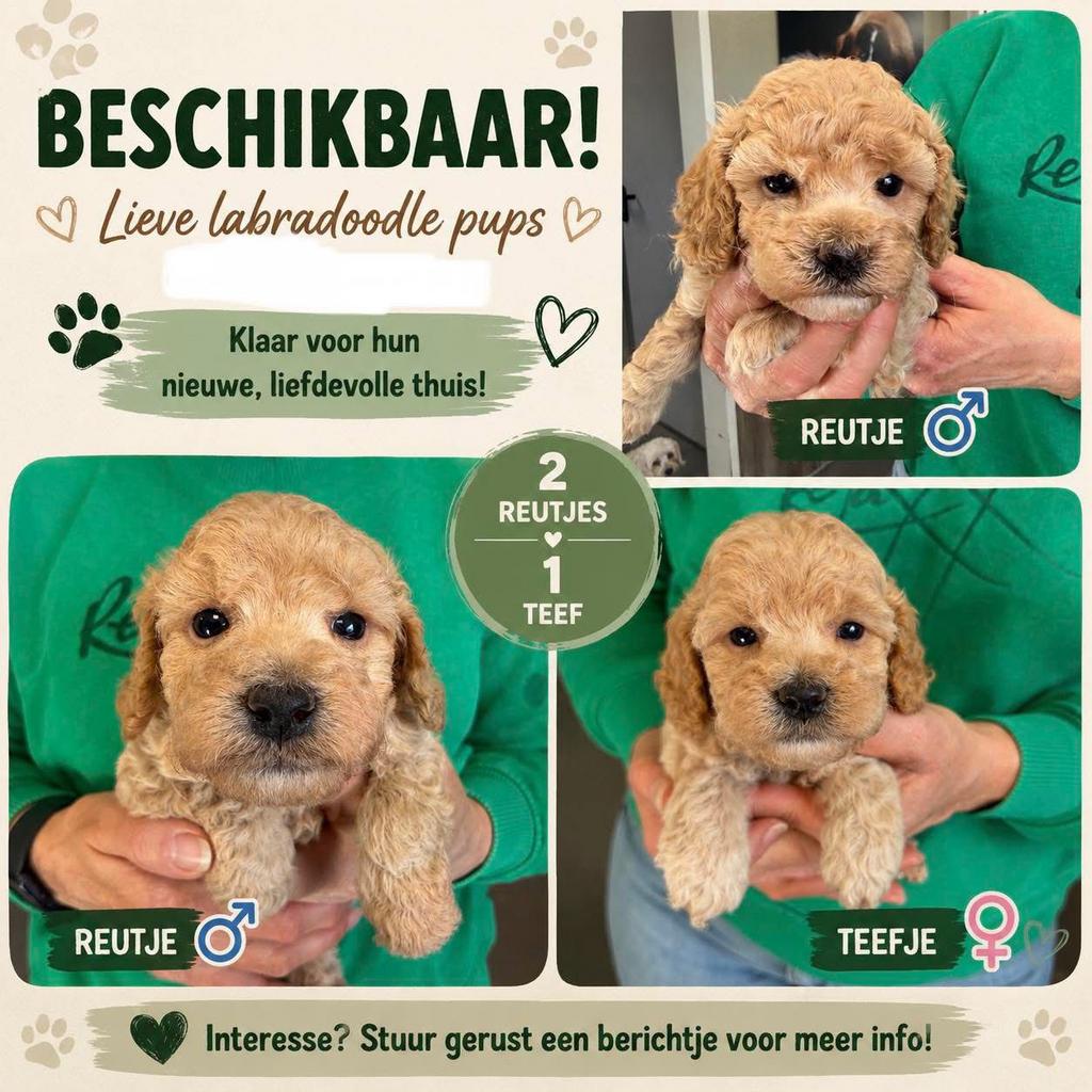 Mini doodle pups, Parvo, Overige rassen, 8 tot 15 weken, Meerdere