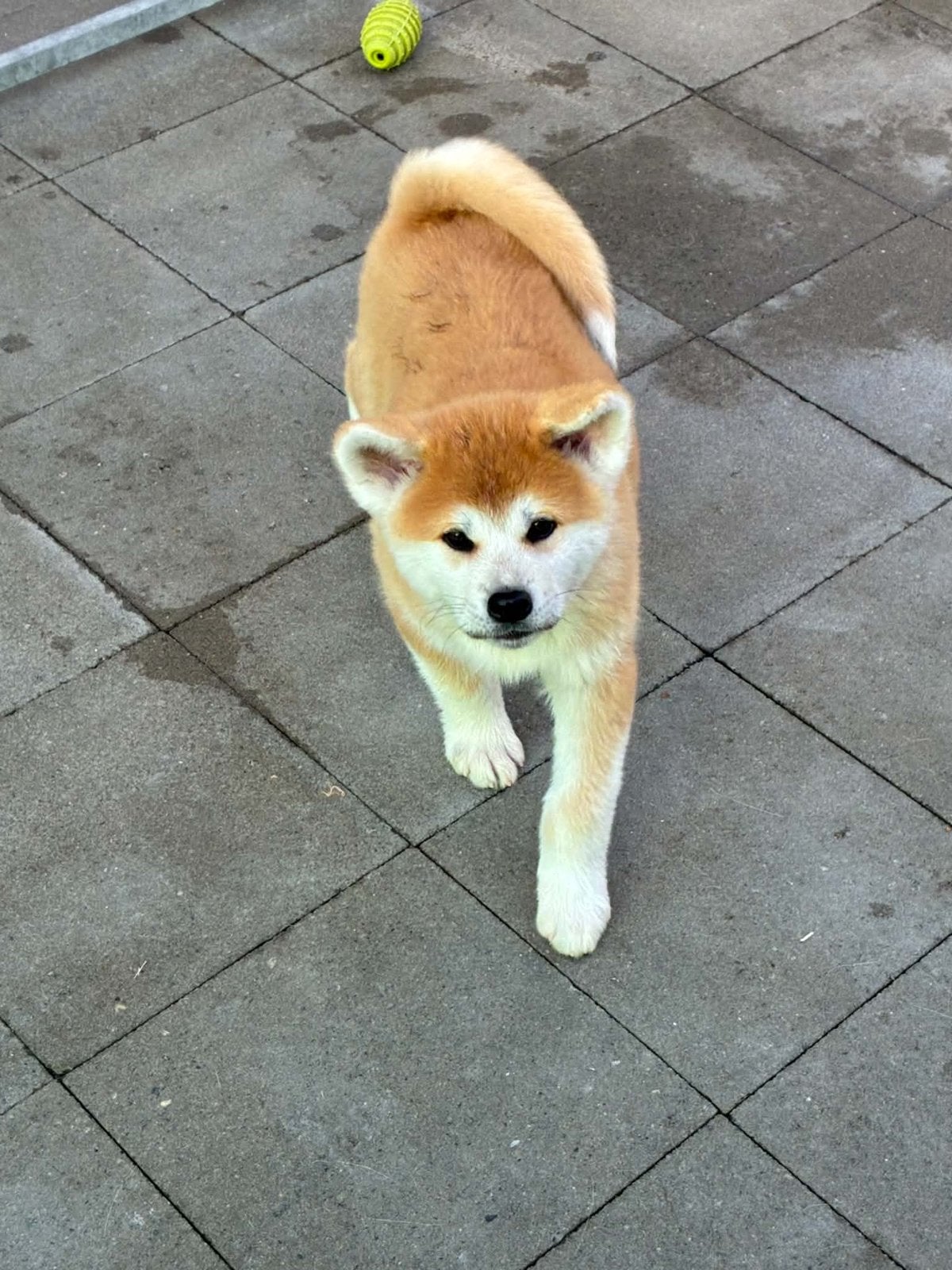Akita pups, Dieren en Toebehoren, België, Fokker | Hobbymatig, Overige rassen, 8 tot 15 weken