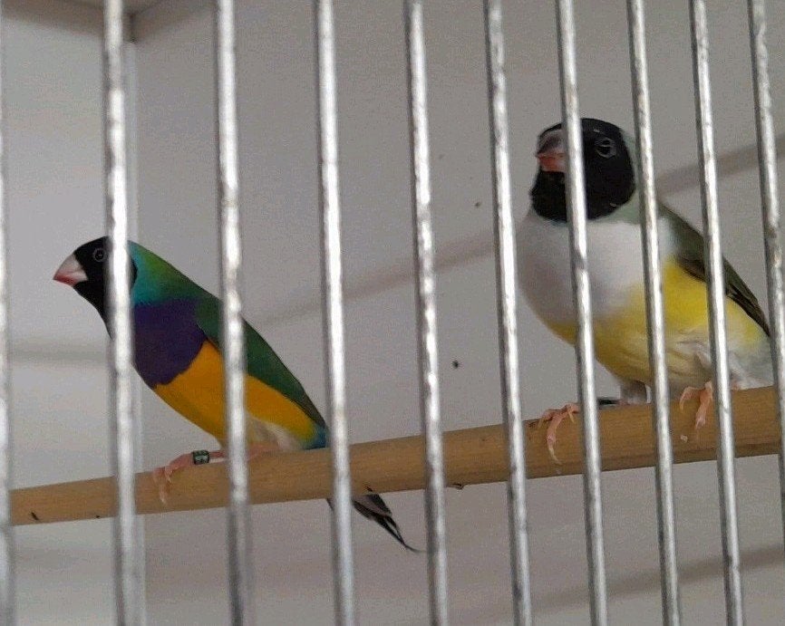 gouldamadines 6 koppels, Dieren en Toebehoren, Meerdere dieren