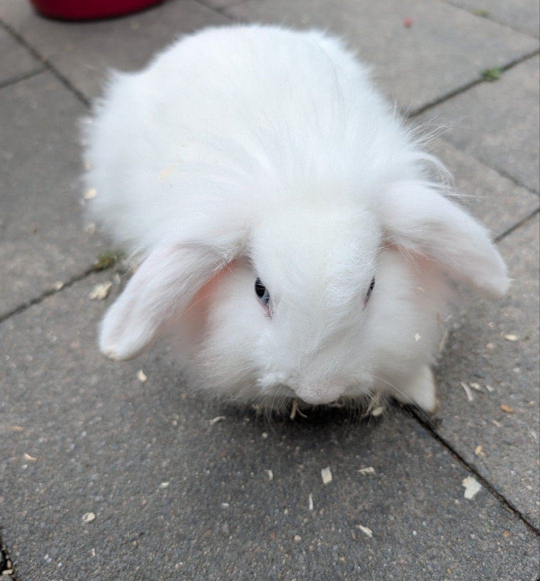 lief vrouwtjes konijn, Dieren en Toebehoren, Vrouwelijk