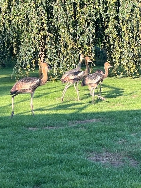 Kroonkraanvogels, Meerdere dieren, Overige soorten
