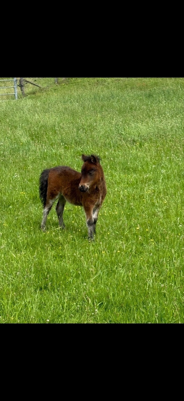 shetlander hengstveulen uit een kroonmoeder, Hengst, A pony (tot 1.17m), Ontwormd, 0 tot 2 jaar