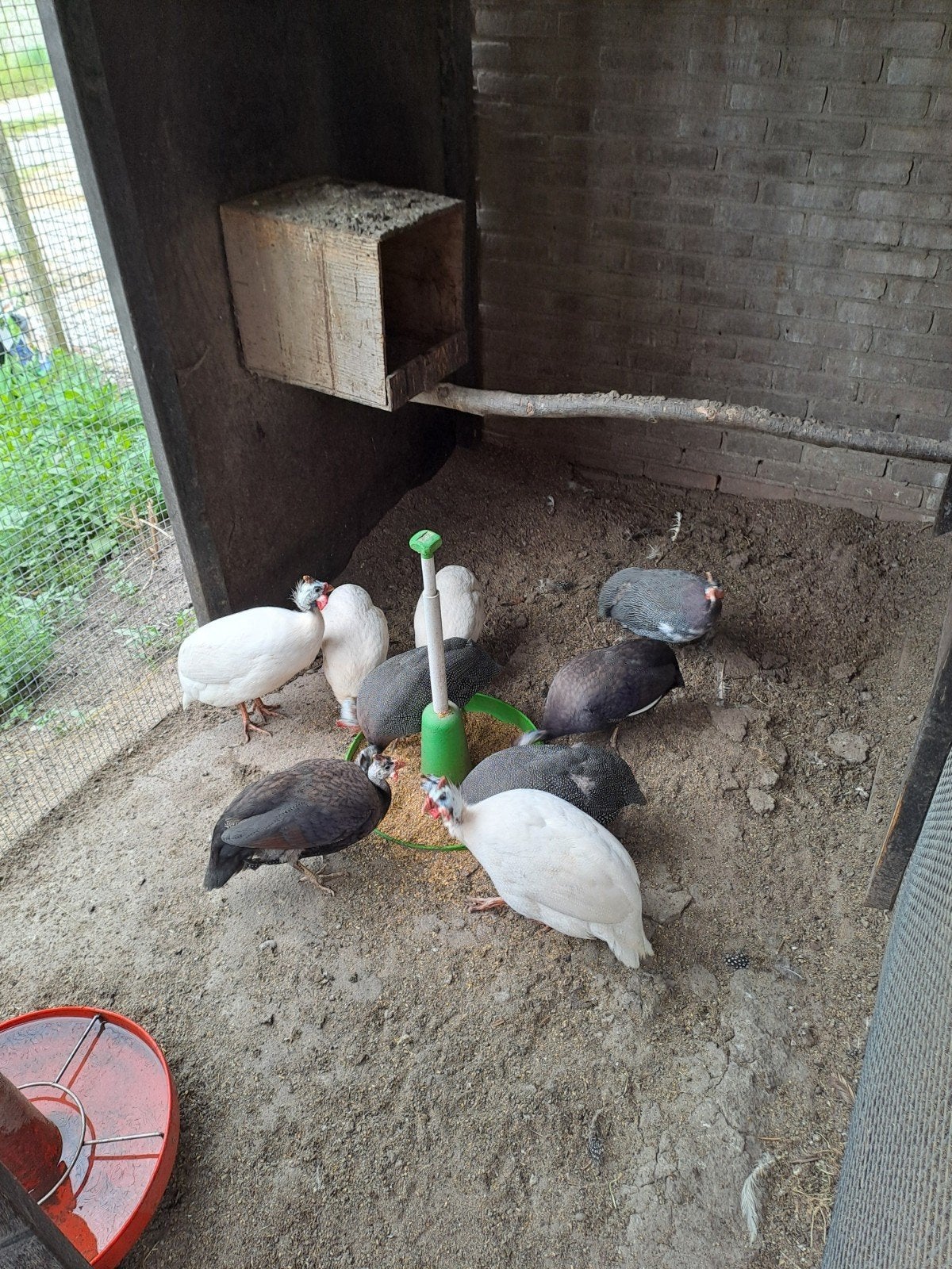 Parelhoender kuikens en broedeieren te koop, Geslacht onbekend, Kip