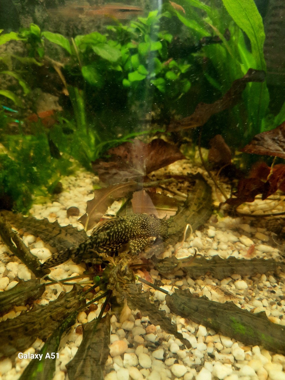 algen eter koppel (Ancistrus dolichopterus ), Dieren en Toebehoren, Vis, Zoetwatervis