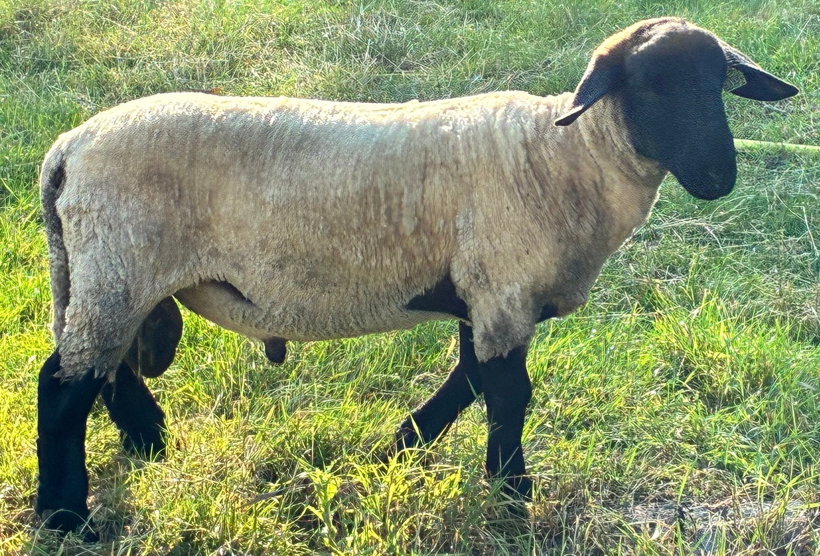 Suffolk ram., Mannelijk, Schaap, 0 tot 2 jaar