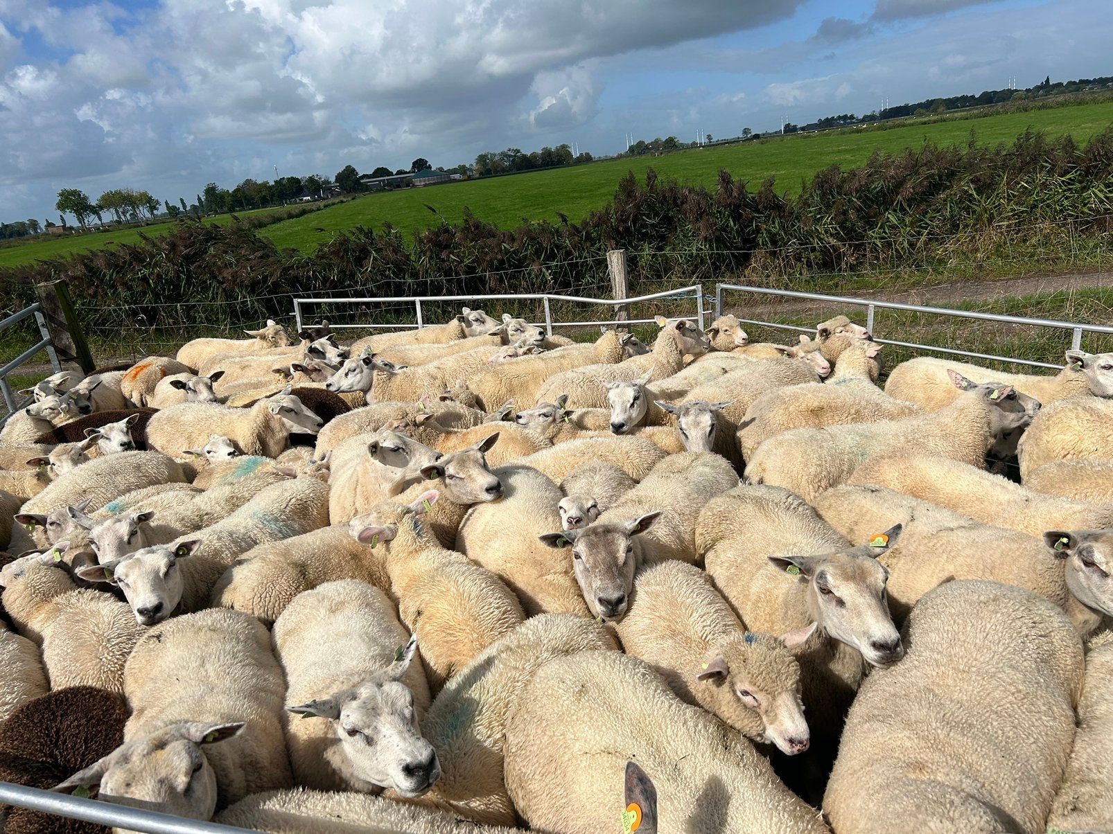 Fokschapen en fok ooilammeren tekoop, Dieren en Toebehoren, Schapen, Geiten en Varkens, Vrouwelijk, Schaap, 0 tot 2 jaar