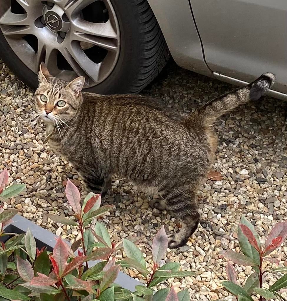 Lieve streepjes kat ter adoptie, Kater