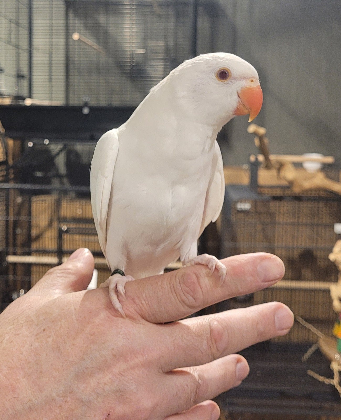 Super super lieve jonge tamme halsbandparkieten., Dieren en Toebehoren, Vogels | Parkieten en Papegaaien, Meerdere dieren, Parkiet