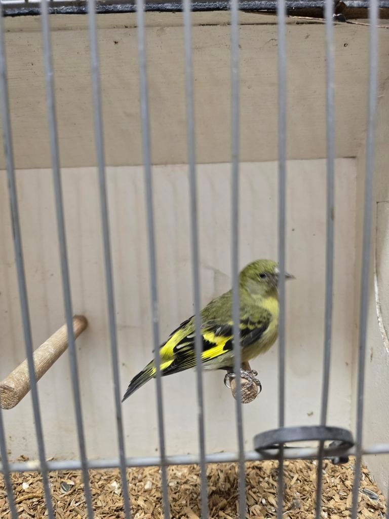 Zwartkopsijs pop, Dieren en Toebehoren, Vogels | Overige Vogels