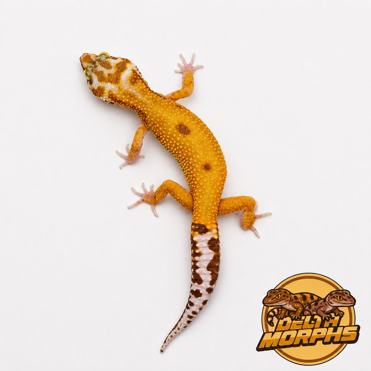 Luipaardgekko’s te koop | Diverse kleuren | Delta Morphs, Dieren en Toebehoren, Hagedis, 0 tot 2 jaar