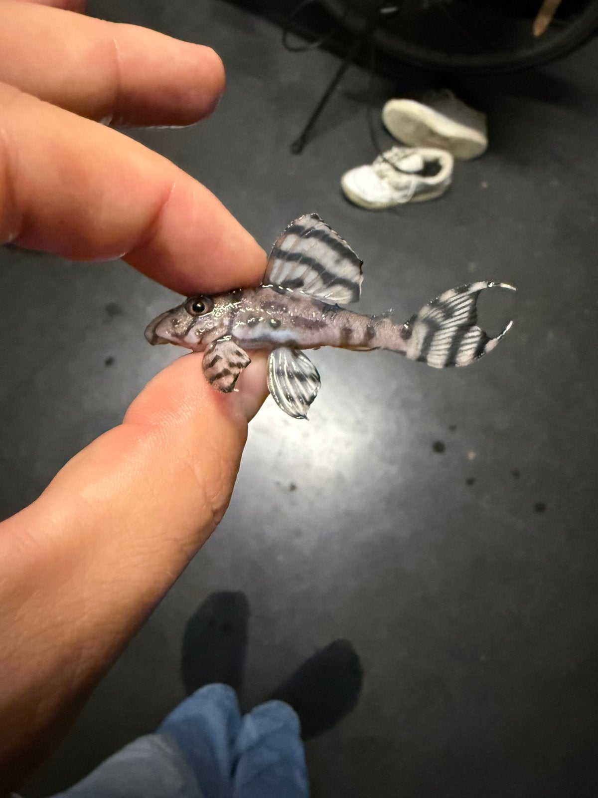 L236 jongen / toekomstige kweekgroep, Dieren en Toebehoren, Vissen | Aquariumvissen, Vis, Zoetwatervis, Schoolvis