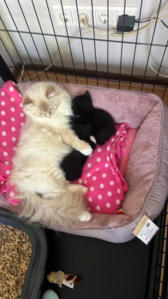 Ragdoll Kitten 5 weken oud, Dieren en Toebehoren, Geslacht onbekend