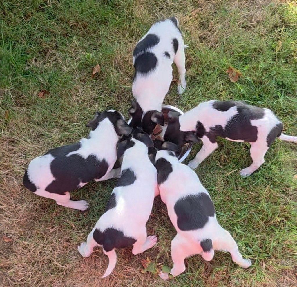 Boerenfox pups 100% (teefjes) driekleur, Parvo, 8 tot 15 weken, Meerdere, Meerdere dieren