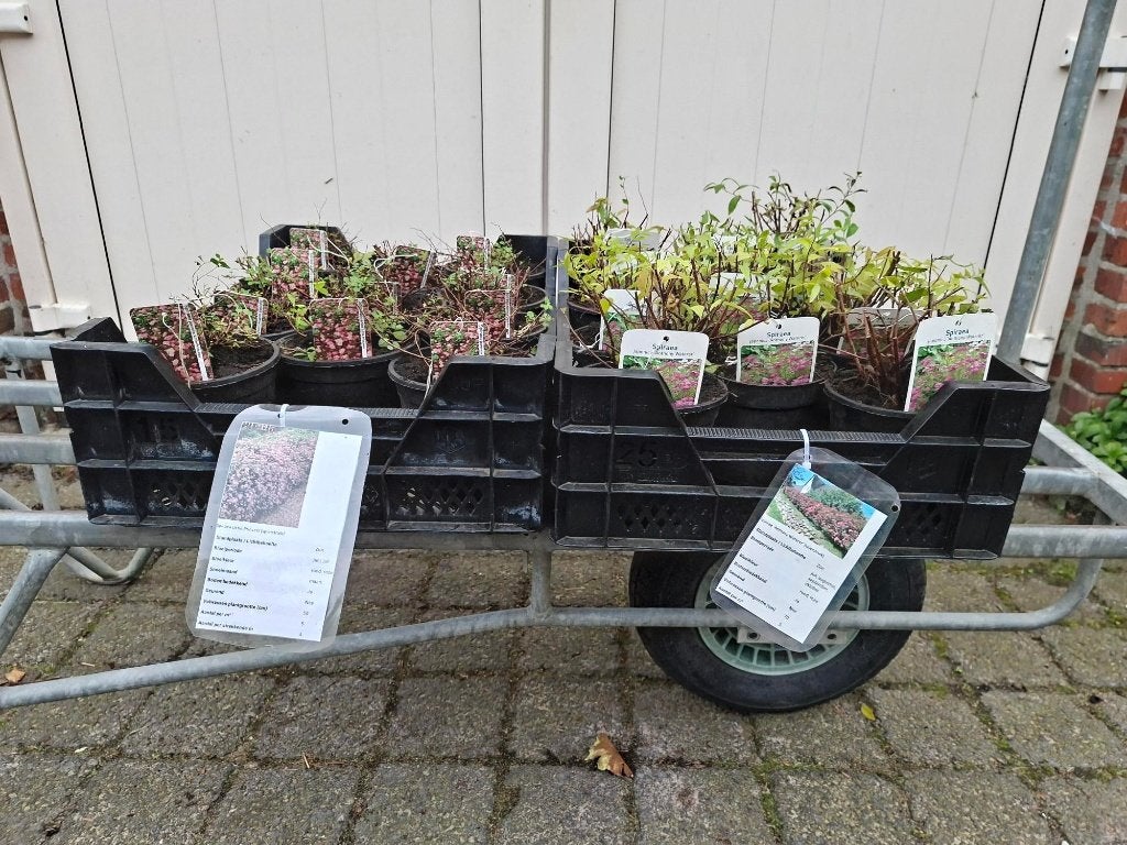 Mooie verschillende soorten Spirea (spierstruiken) in pot!, Ophalen, Overige soorten, Struik, Minder dan 100 cm