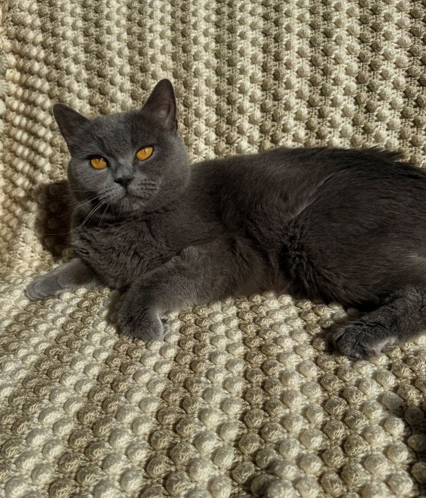 Raszuivere Britse Korthaar Poesje!, Dieren en Toebehoren, Katten en Kittens | Raskatten | Korthaar, Poes, Gechipt, 6 jaar of ouder