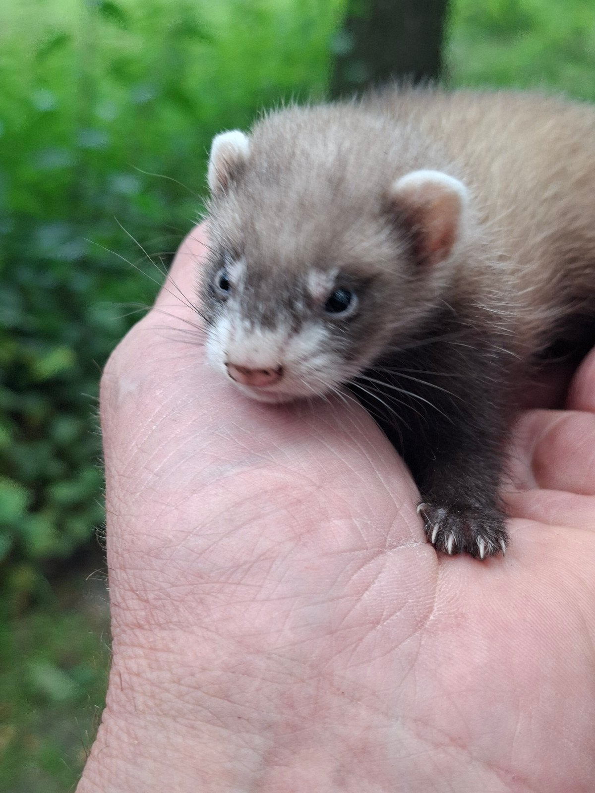 Micro fretten pups 300/400 gram volwassen, Dieren en Toebehoren, Overige Dieren, Mei, Meerdere dieren