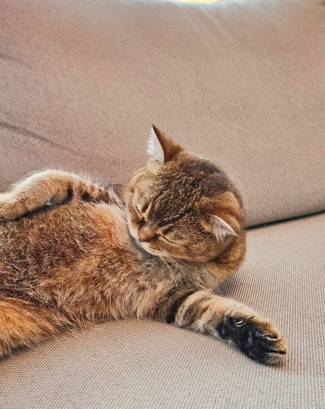 Brits Korthaar poes zoekt lief kattenvrouwtje - herplaatser, Poes, Gechipt