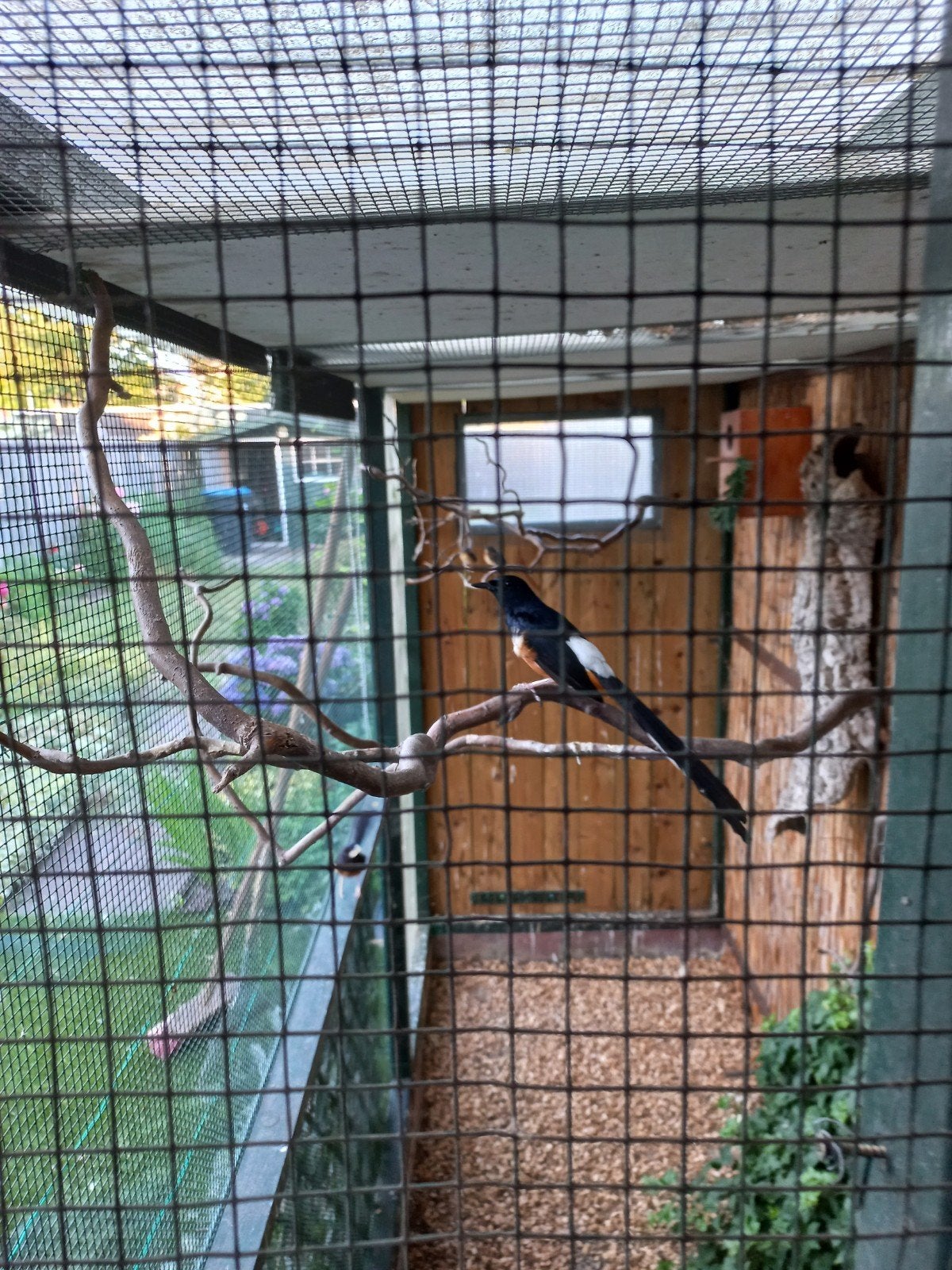 schamalijsters-, Meerdere dieren, Tropenvogel, Geringd