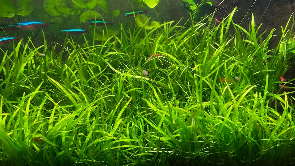 Helanthium tenellum– aquarium gras tapijtplant, Ophalen, Zo goed als nieuw, Plant(en), Steen of Hout