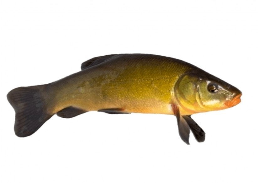 zeelt, Dieren en Toebehoren, Karper of Koi