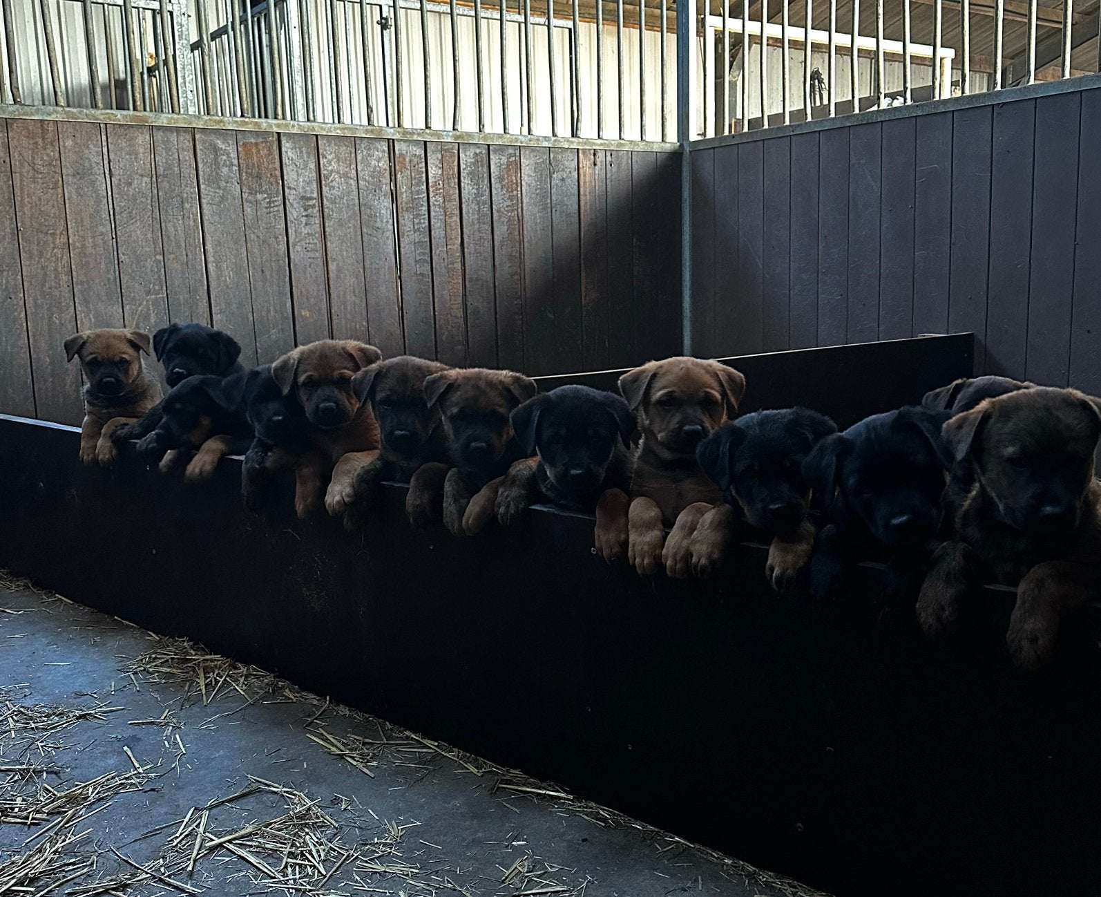 Mechelse herder x Rottweiler pups, Overige rassen, 8 tot 15 weken, Meerdere, Meerdere dieren