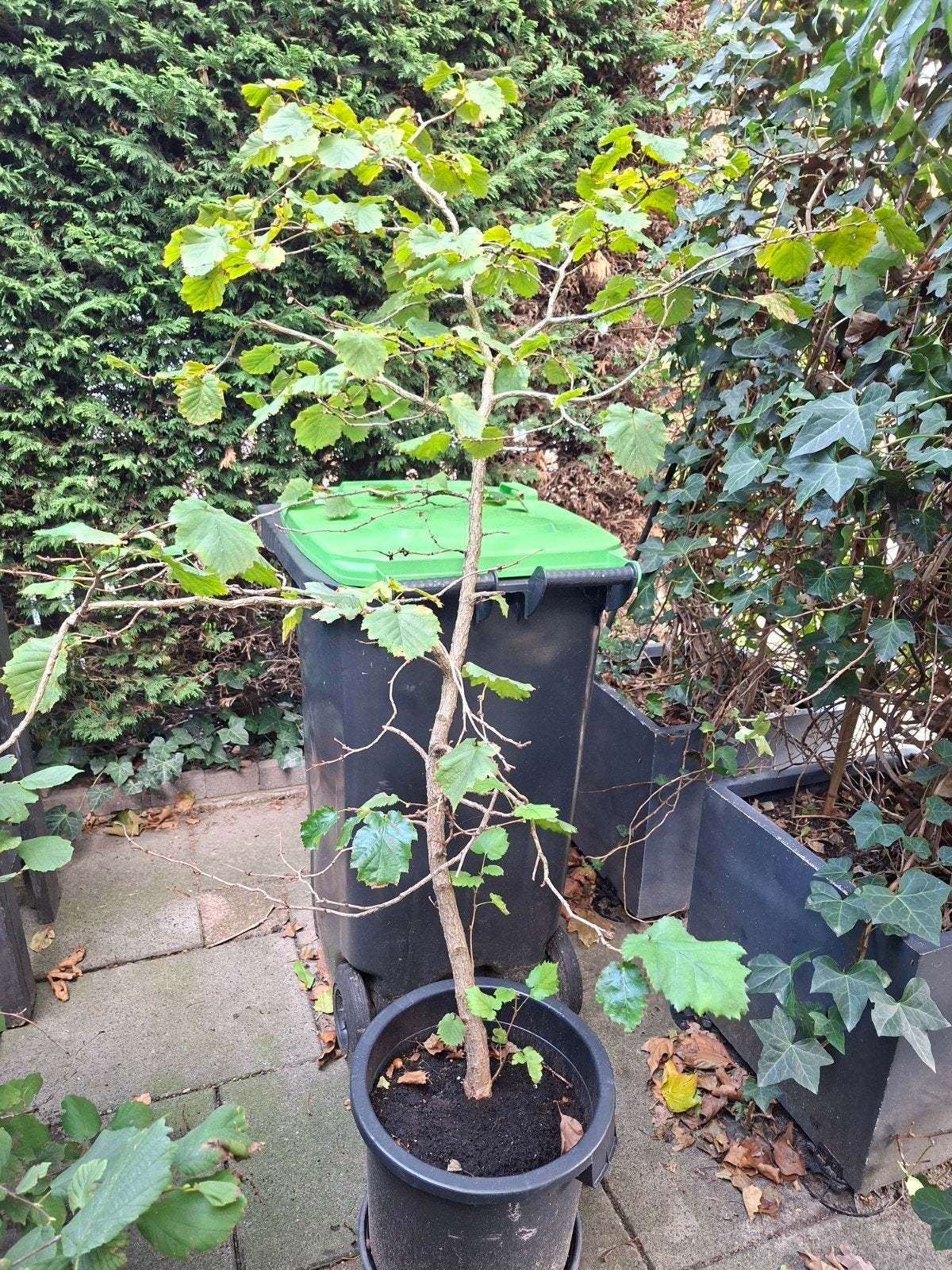 volwassen Hazelaar in grote pot, Tuin en Terras, Ophalen, In pot, Appelboom, Herfst