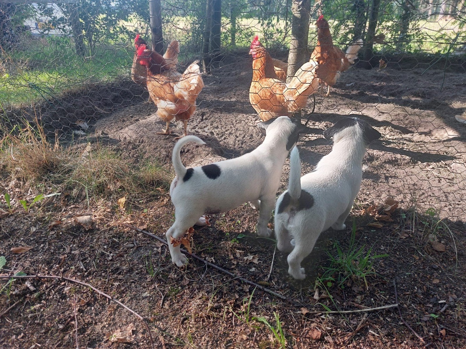 Mooie, lieve Jack Russell pups, Parvo, Jack Russell Terriër, 8 tot 15 weken, Meerdere