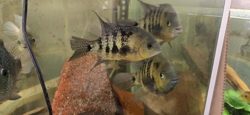 Hybride Bocourti- Pearsei, Dieren en Toebehoren, Vis, Zoetwatervis
