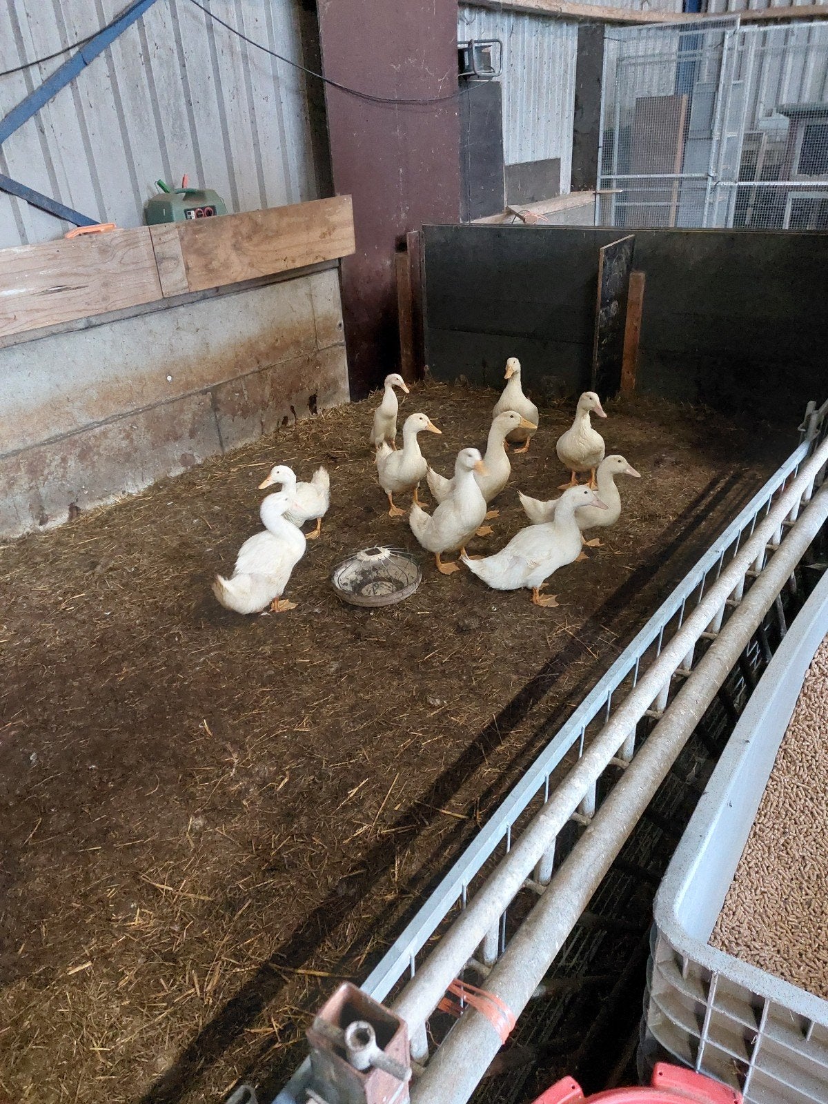 Jonge Amerikaanse peking eenden, Dieren en Toebehoren, Meerdere dieren, Eend