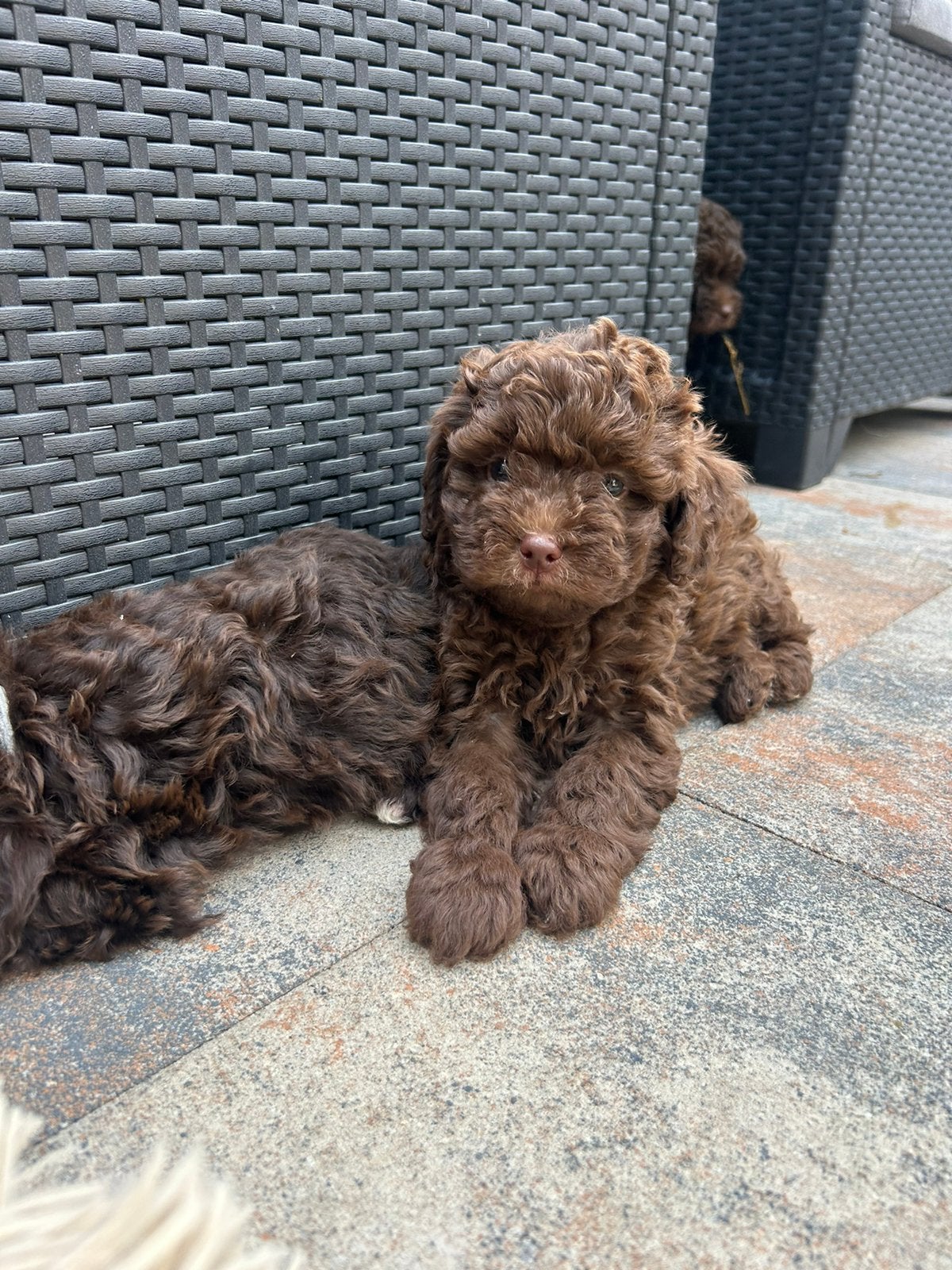 Kleine maltipoo puppys 🐶, Poedel, Parvo, 8 tot 15 weken, Meerdere