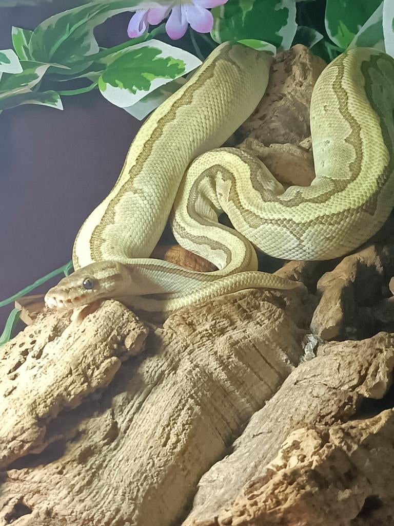 Mooie lieve koningspythons, Dieren en Toebehoren, Reptielen en Amfibieën, Slang, 3 tot 6 jaar