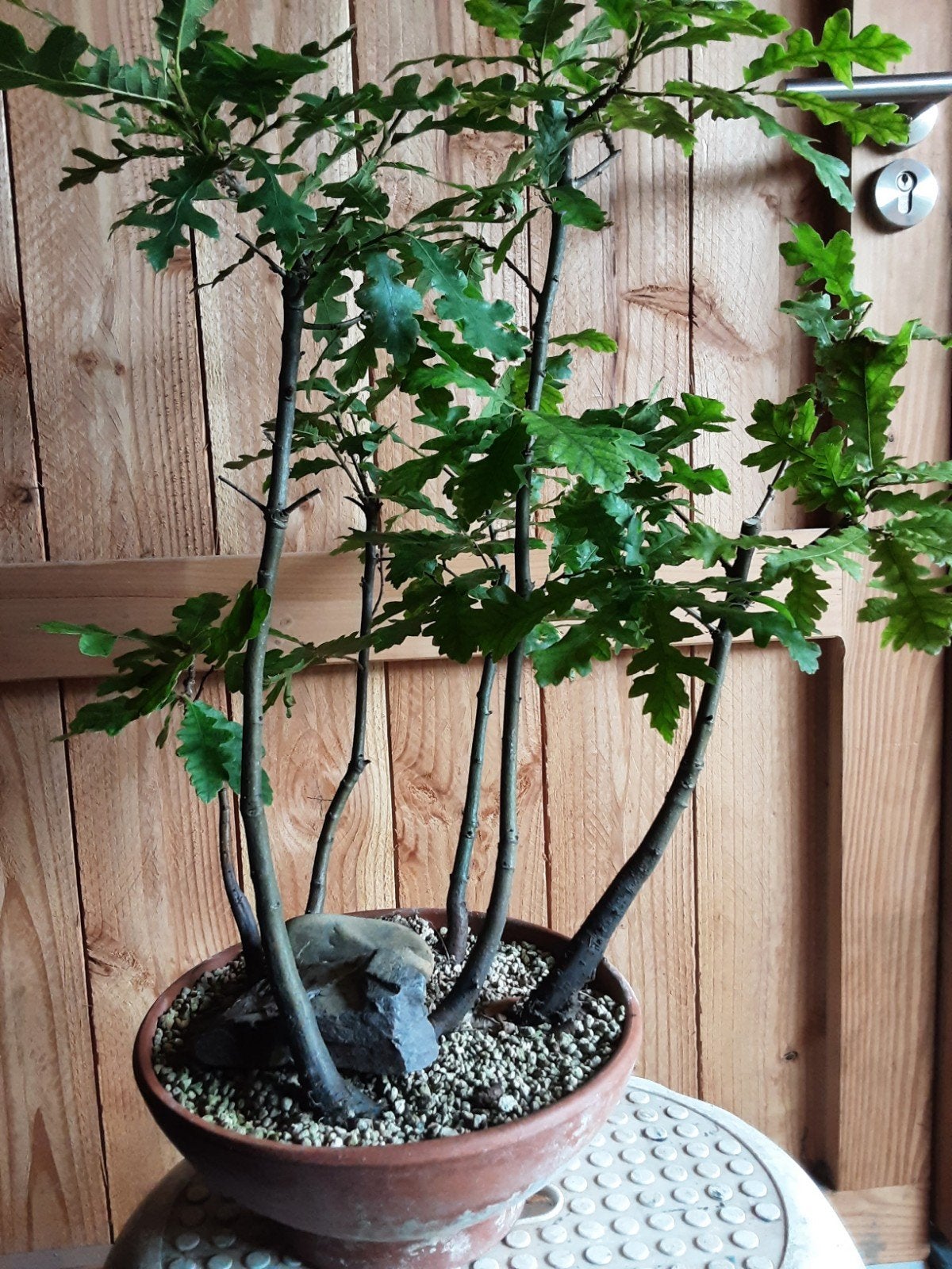 Moseiken Bonsai bos, Bloeit niet, Halfschaduw, Overige soorten, Minder dan 100 cm
