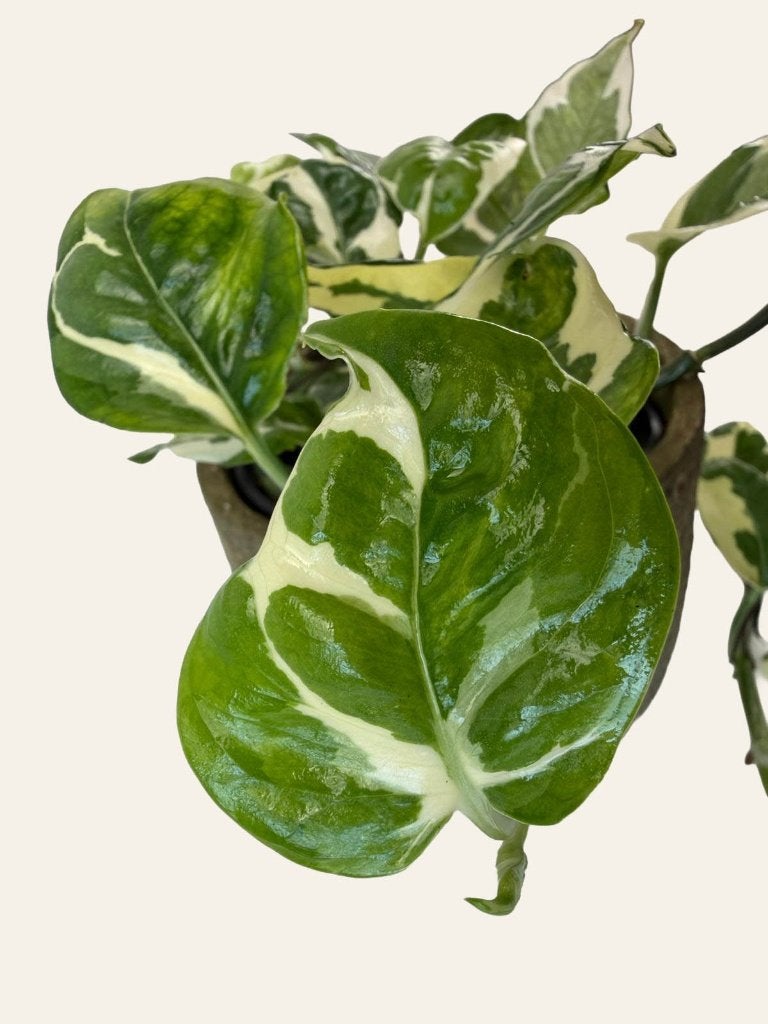 Epipremnum N'joy p12, Huis en Inrichting, Kamerplanten, Ophalen of Verzenden, Halfschaduw, Minder dan 100 cm