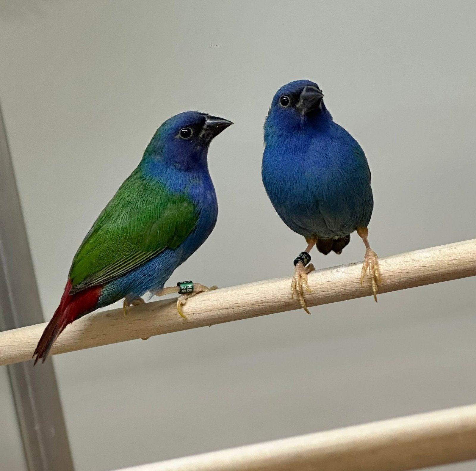 te koop gevraagd tropische vogels, Dieren en Toebehoren, Vogels | Overige Vogels, Meerdere dieren