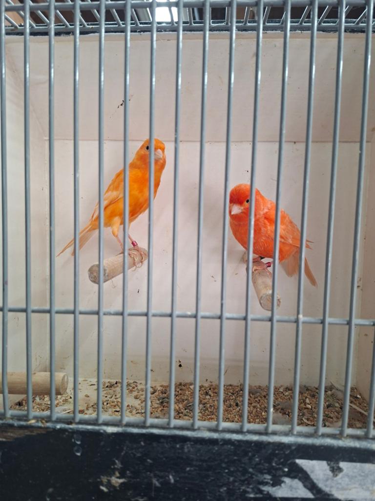 Mooi koppel kanaries, Dieren en Toebehoren, Vogels | Kanaries, Meerdere dieren, Kleurkanarie