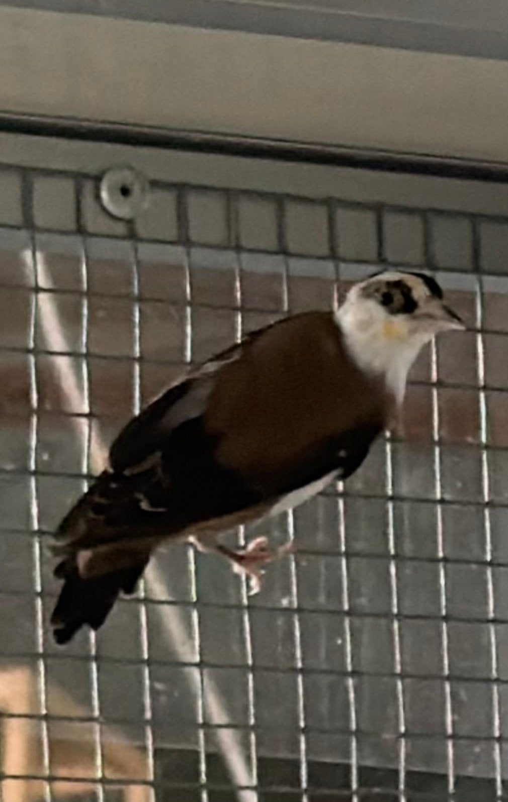 Kleine putter Black Scarpatie Parva 2026, Dieren en Toebehoren, Meerdere dieren, Wildzangvogel, Geringd