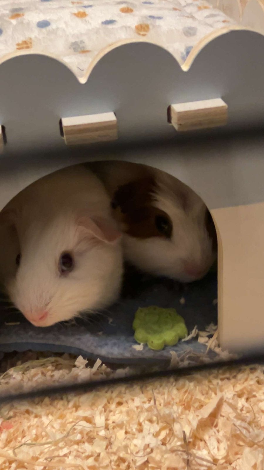 cavia’s, Kooi, Zo goed als nieuw, Cavia, Ophalen