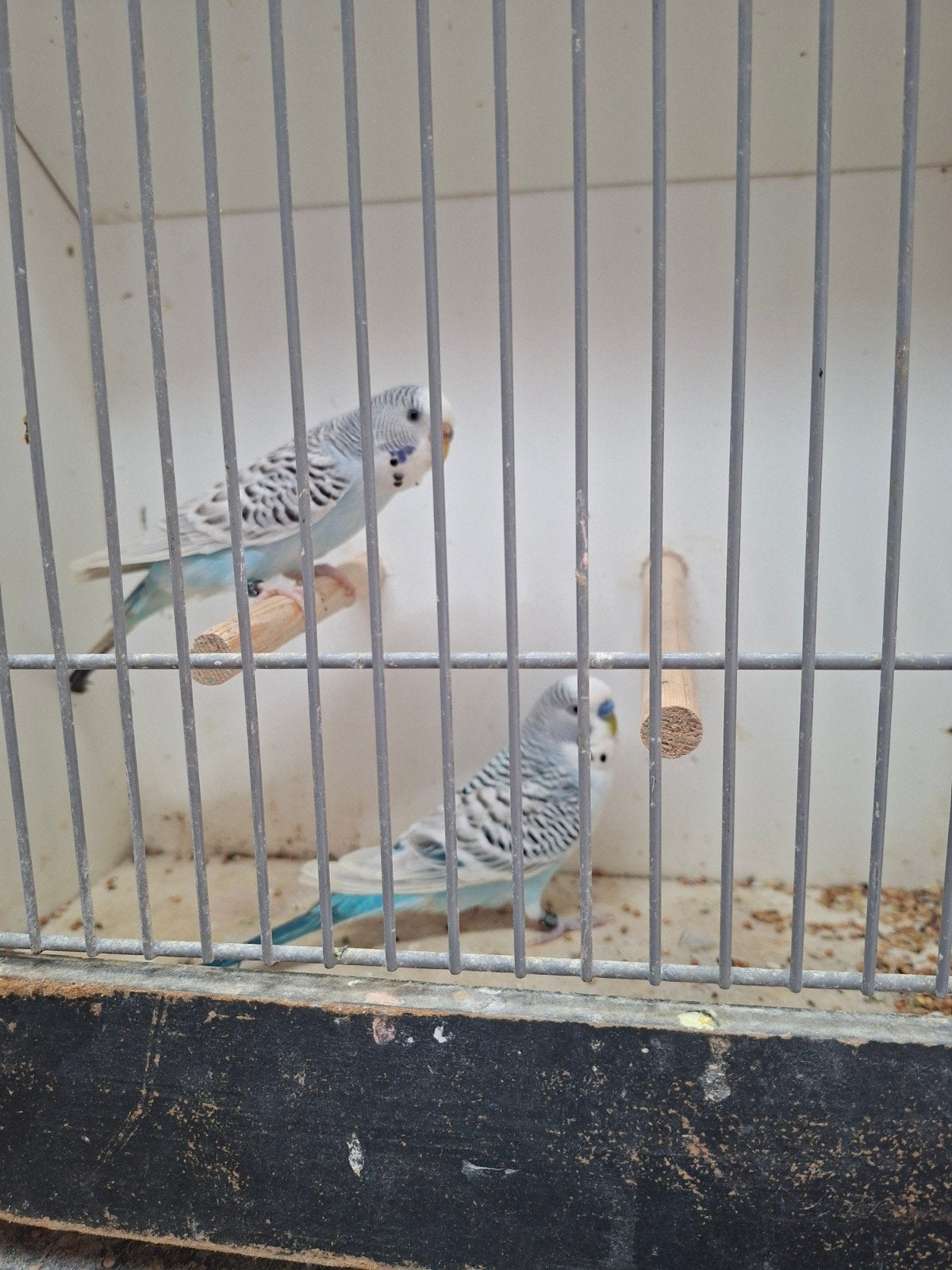 2 koppels mooie parkieten