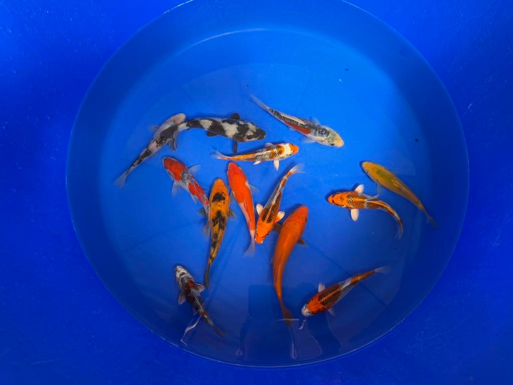 Yamanaka tosai Japanse Koi, Karper of Koi