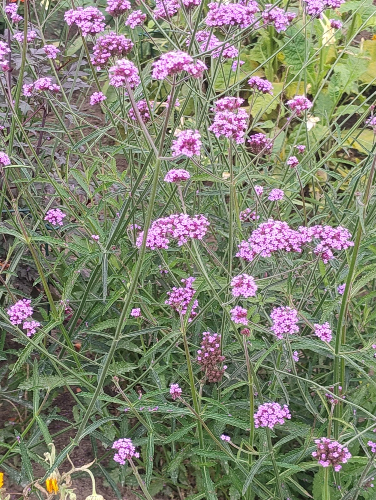 Verbena bonariensis biologisch, grote planten, Tuin en Terras, Volle zon, Vaste plant, Zomer, Ophalen
