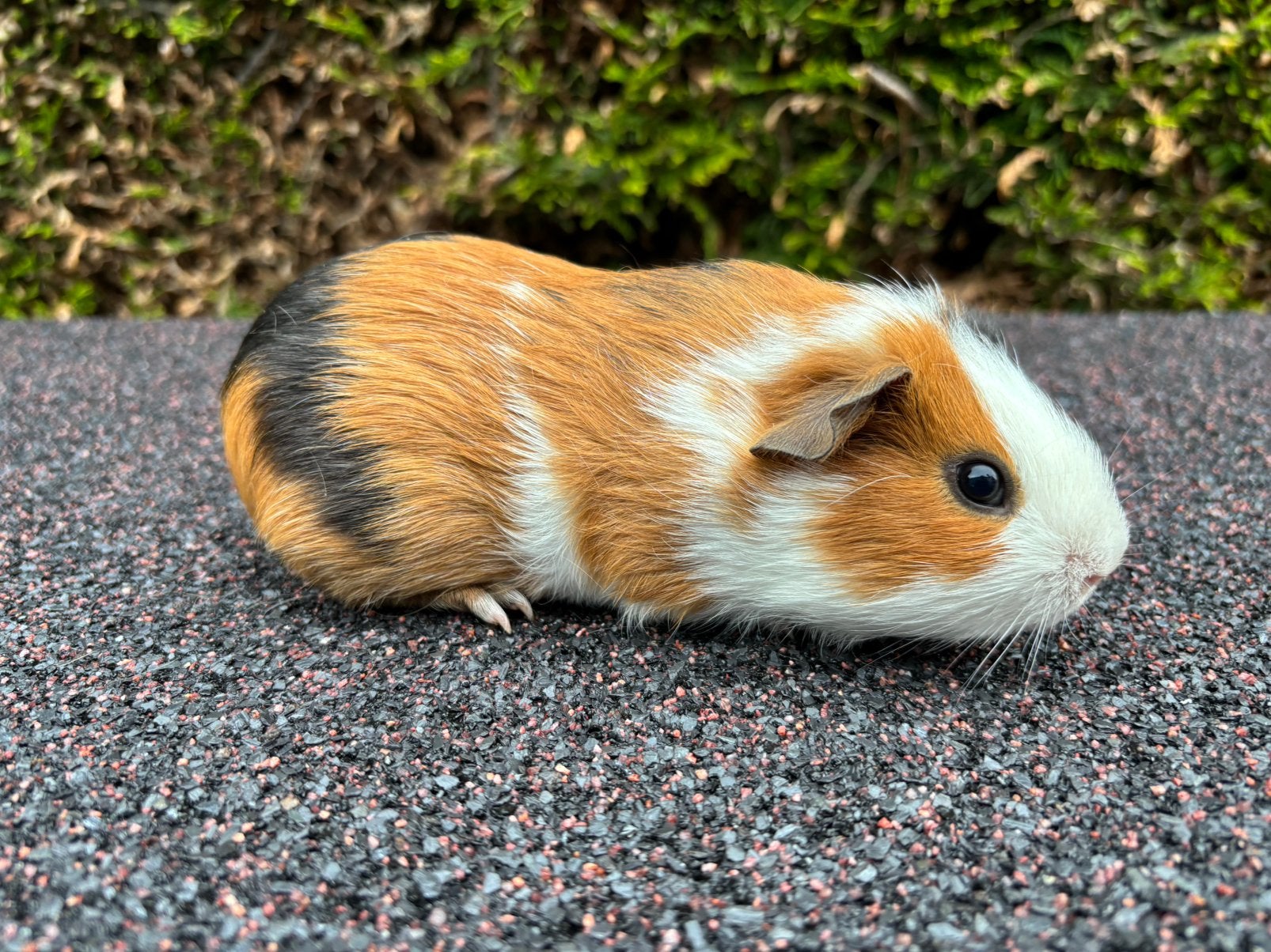 Cavia beer (2 maanden), Mannelijk, Tam, Maart, Cavia