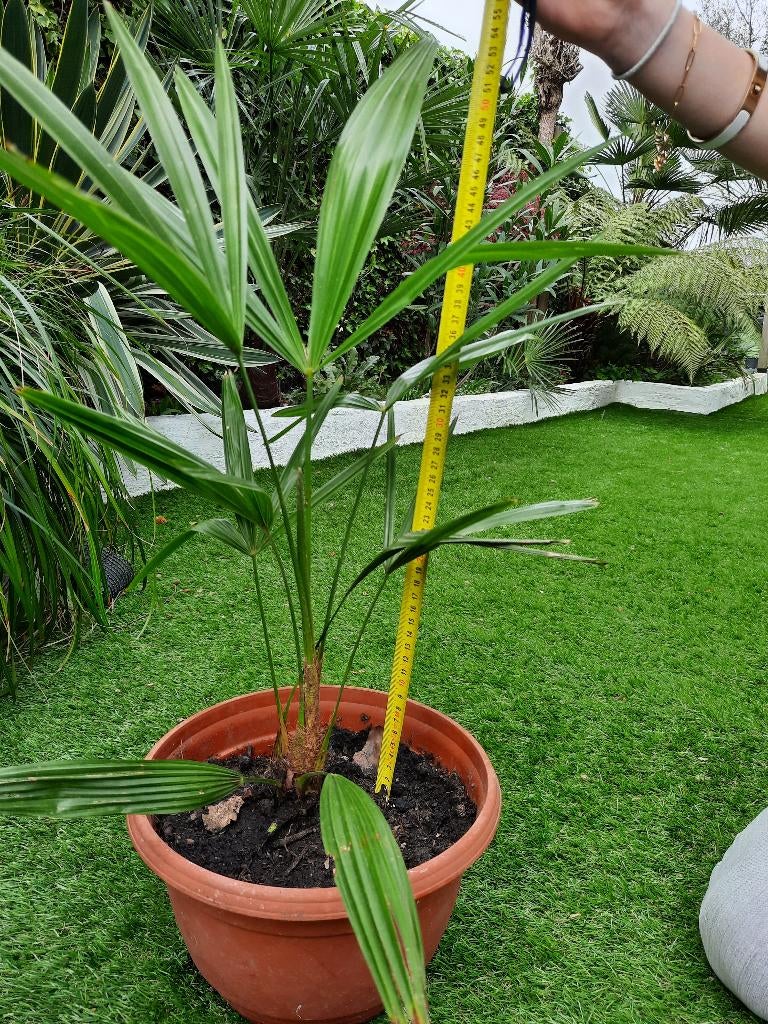 Trachycarpus fortunei, Ophalen of Verzenden, Overige soorten, Halfschaduw