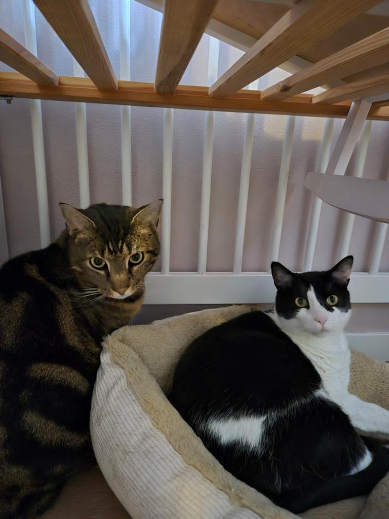 2 lieve katten zoeken een nieuw liefdevol huis, Dieren en Toebehoren, Katten en Kittens | Overige Katten, Kater, Kortharig, 3 tot 5 jaar
