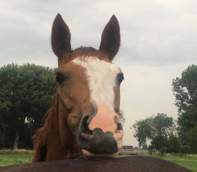 weidemaatje te koop!, Merrie, Met stamboom, Niet van toepassing, 7 tot 10 jaar